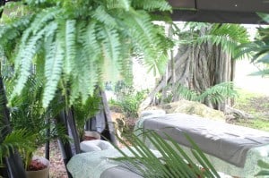 An idyllic hammock nestled amongst lush ferns and vibrant plants, creating a serene oasis.<br />
Keywords: Ferns, Holiday Specials