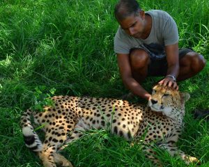 A man enjoying a soothing Valentines Day massage while petting a cheetah in the grass.