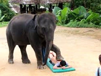 In Fort Lauderdale, a man is enjoying a relaxing massage laying on a mattress next to an elephant.