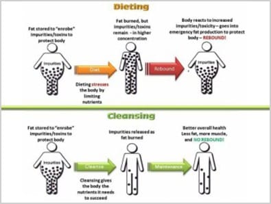 A diagram showing the different stages of dieting, including Rebooting for Vitality and Cleansing.